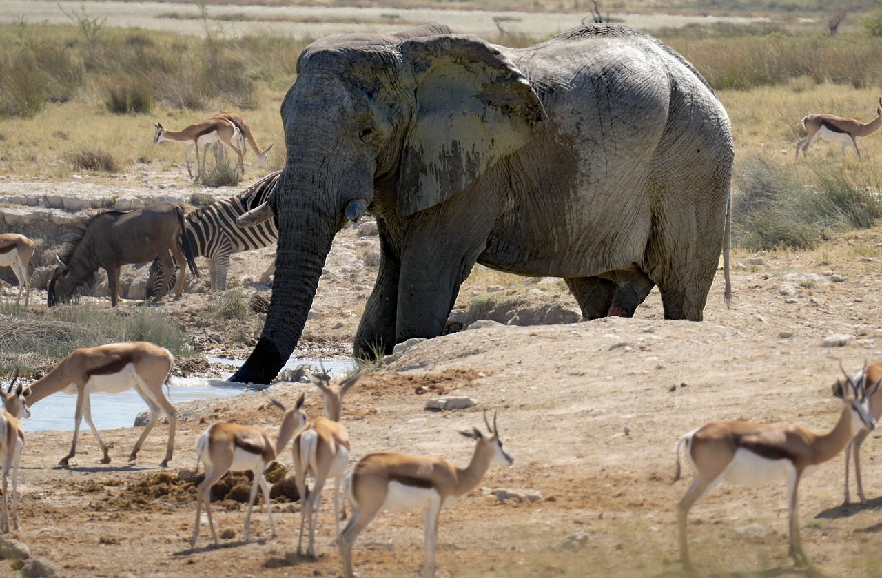Elefant in Namibia